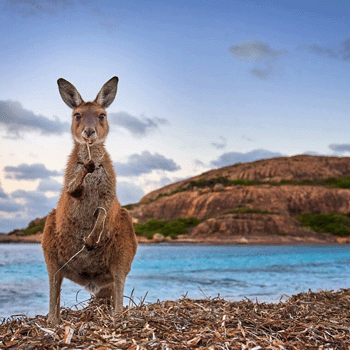 Famous photo of a Kangaroo - courtesy Tourism Australia