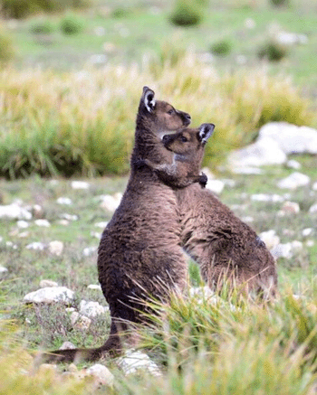 A Western Grey Kangaroo hugging in Australia courtesy Tourism Australia