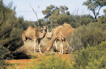 7 Day Red Centre to Top End 'Rock to Top' Adventure Safari 