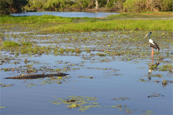 Kakadu park and Top End small guided groups safaris from Darwin