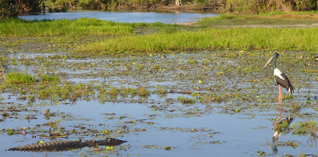 Yellow water birding and crocodile cruise in Kakadu and photo taken by Rob on his Top 100 Bucket list tours