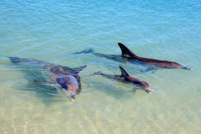 western-australia-monkey-mia_dolphins