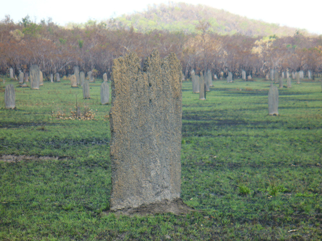 Termite Mounds in Litchfield Nationa Park