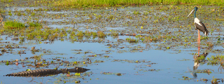 Yellow Waters sunrise and sunset scenic wildlife cruises from Cooinda off the Kakadu Highway in the south end of Kakadu National Park Australia