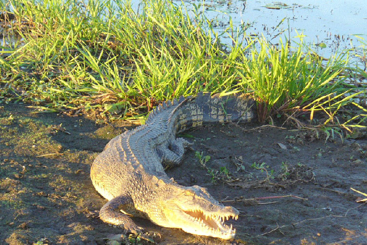 Salt water crocodile abound in the Mary River