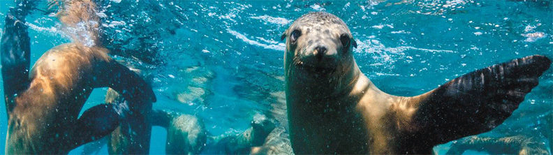 Seal Bay Conservation Park 