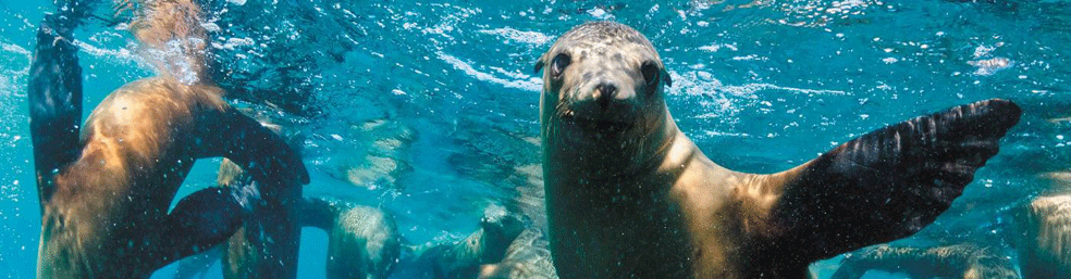 Swim with Sea Lions and Dolphins - Port Neill - AUD170  