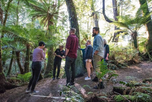 PACGR-victoria-great-ocean-road-3676_maits-rest-rainforest-walk-group