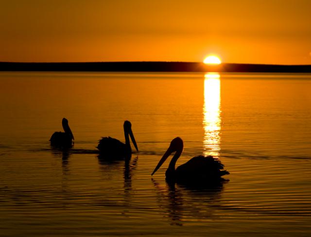 shark-bay-pelicans