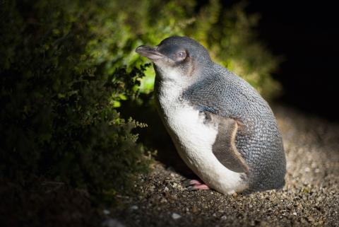 tasmania little penguin