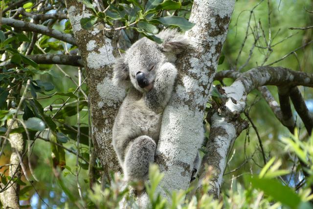 PVOSC-new-south-wales-port-macquarie-koala-hospital