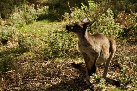 Adelaide to Alice Springs  seeing kangaroos in the Flinders Ranges on a overland Australia tour