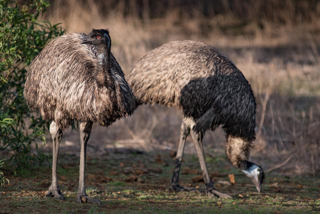   emus