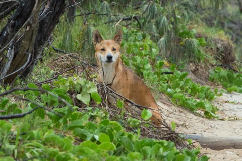 Dingo at Indian Head Frasers Island