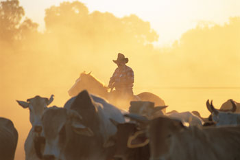 Bullo River Cattle Station experience